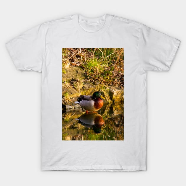 Mallard in reflective mood T-Shirt by Violaman